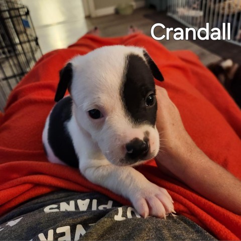 Crandall