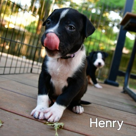 Henry