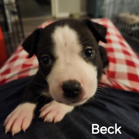 Beck 1