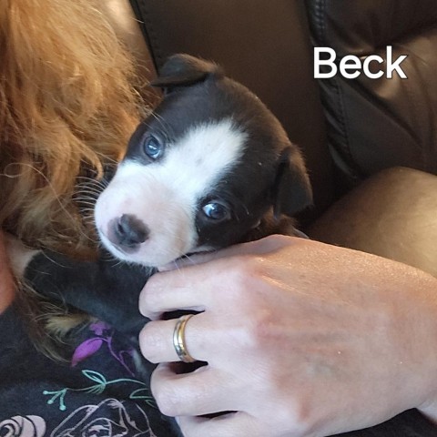 Beck 2