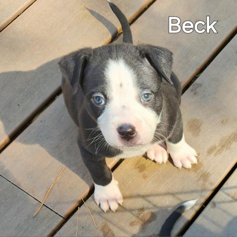 Beck 6