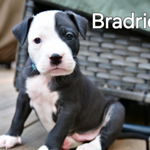 Bradrick