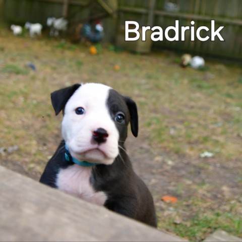 Bradrick