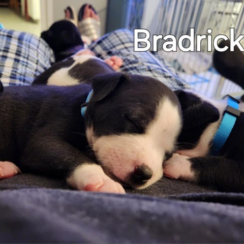 Bradrick 2