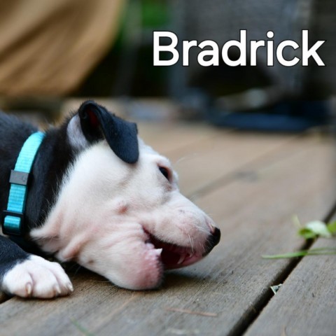 Bradrick