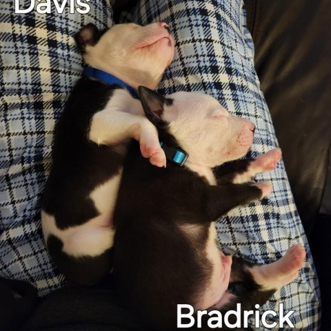 Bradrick 3