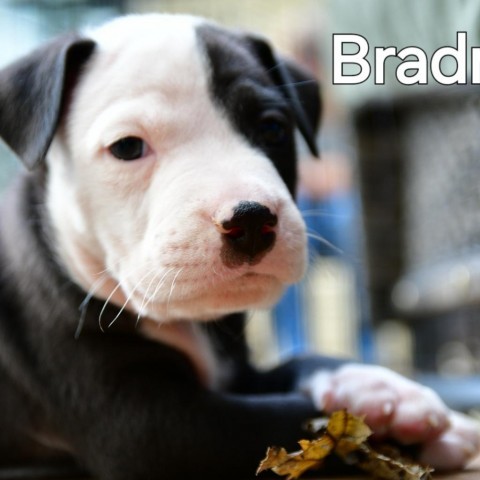 Bradrick