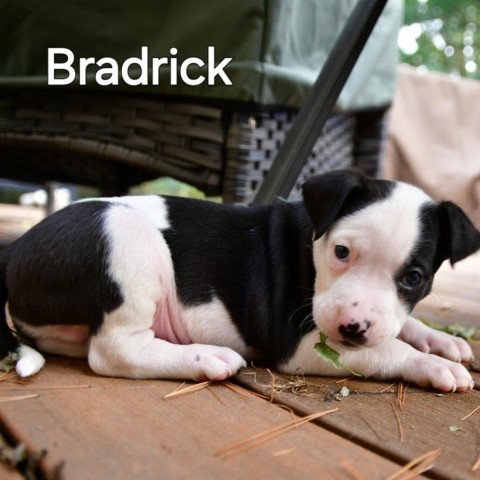 Bradrick 6