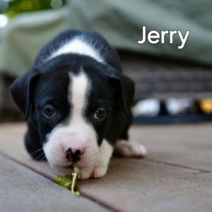 Jerry