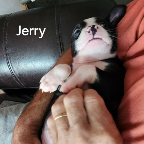 Jerry 2