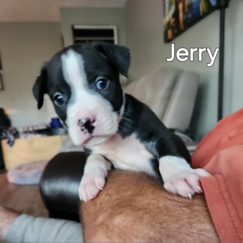 Jerry