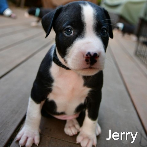 Jerry