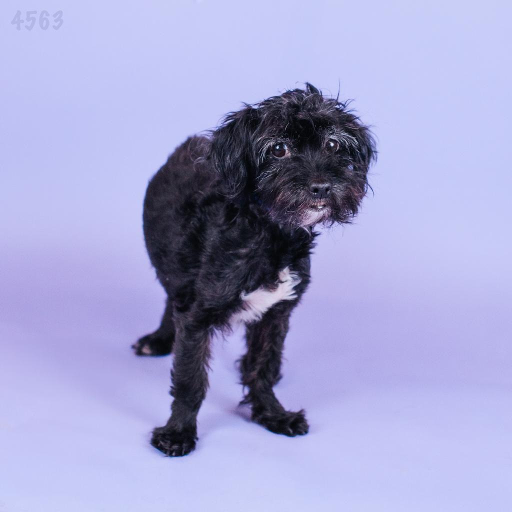 Japan, an adoptable Schnauzer in Northbrook, IL, 60062 | Photo Image 1