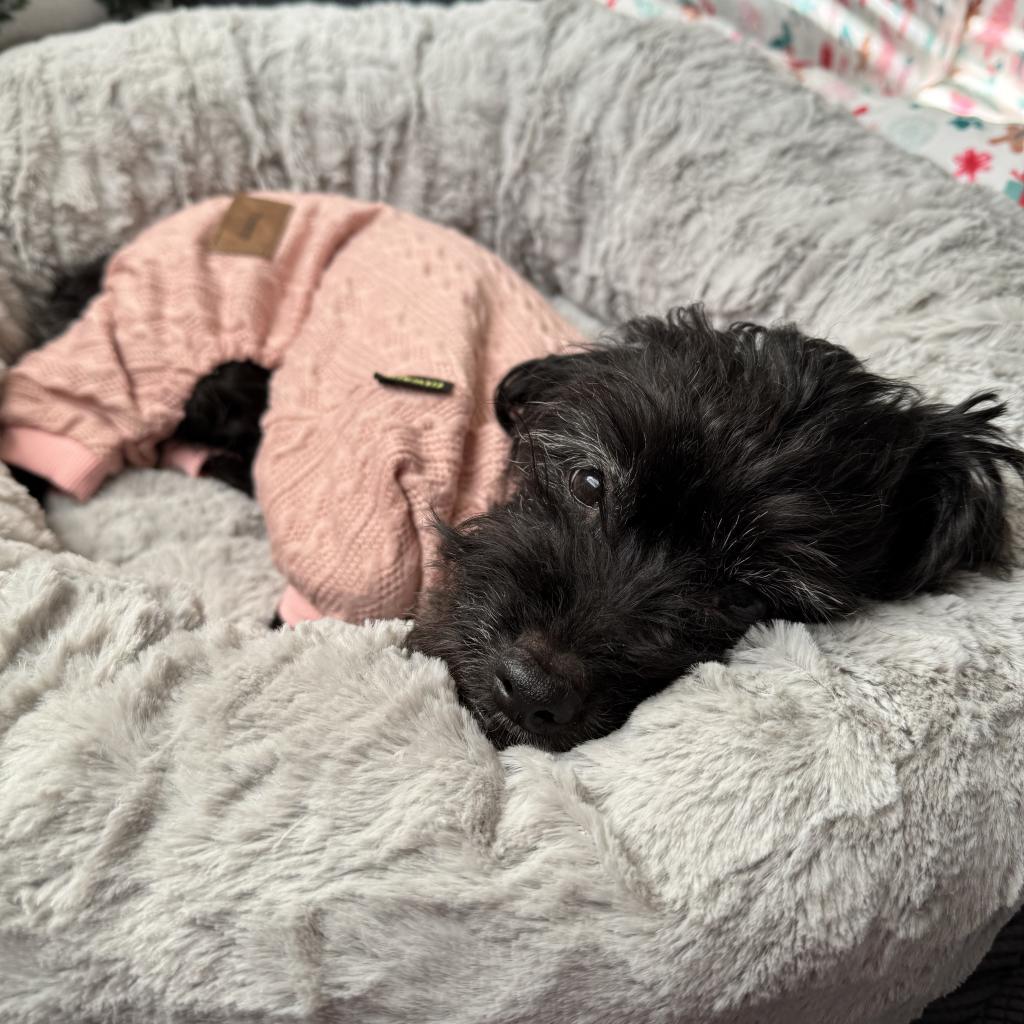 Japan, an adoptable Schnauzer in Northbrook, IL, 60062 | Photo Image 2