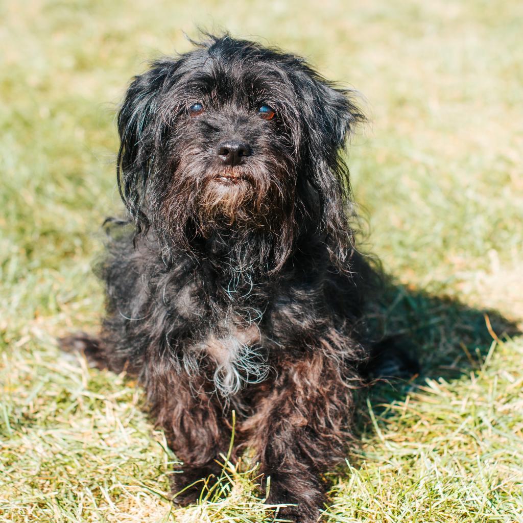 Japan, an adoptable Schnauzer in Northbrook, IL, 60062 | Photo Image 3