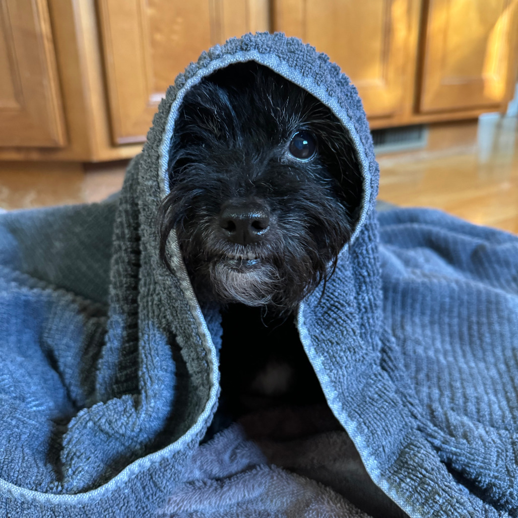 Japan, an adoptable Schnauzer in Northbrook, IL, 60062 | Photo Image 4