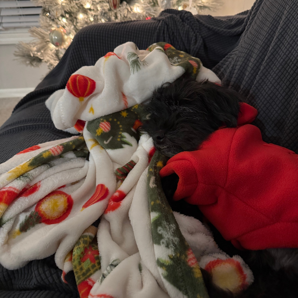 Japan, an adoptable Schnauzer in Northbrook, IL, 60062 | Photo Image 5