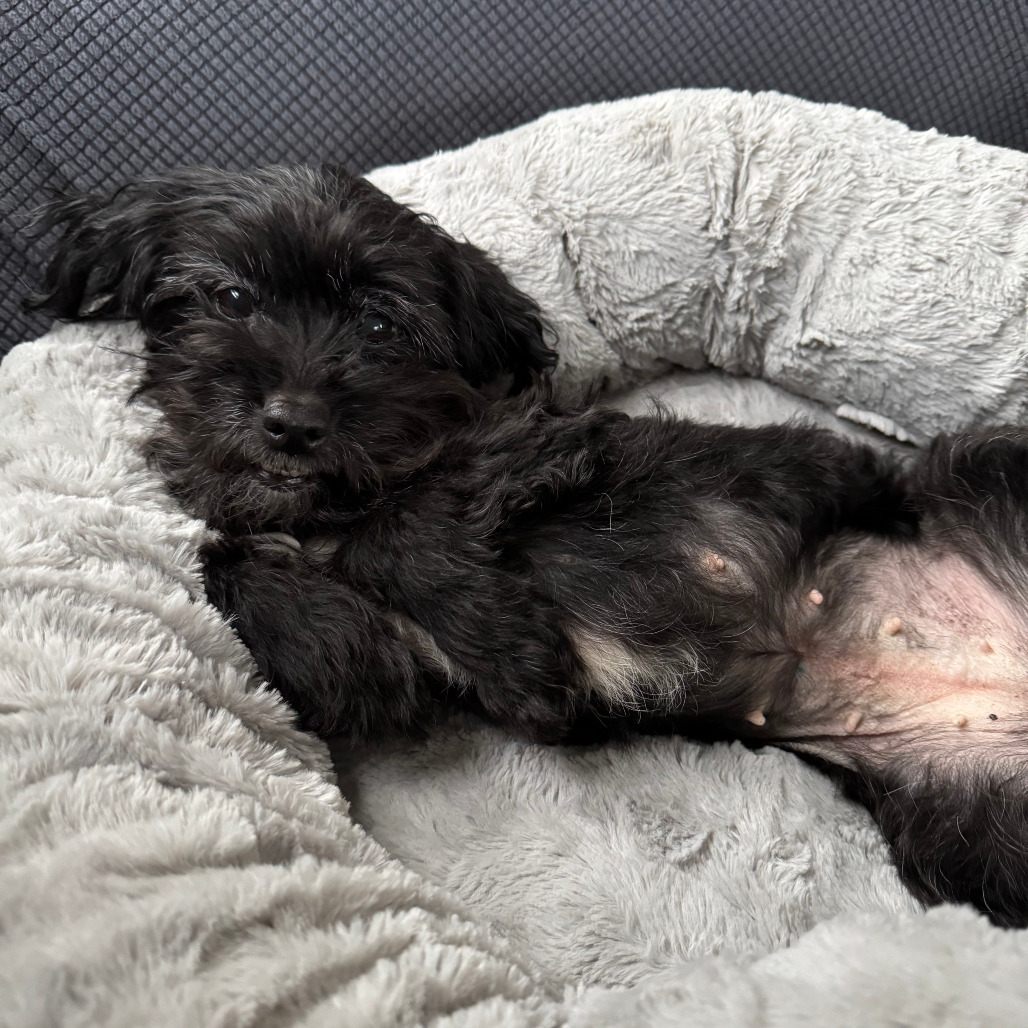 Japan, an adoptable Schnauzer in Northbrook, IL, 60062 | Photo Image 6