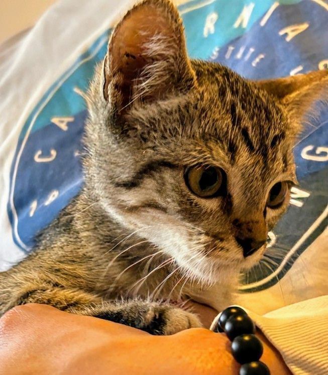 Cat for adoption Cali, a Domestic Short Hair in Thatcher, AZ Petfinder