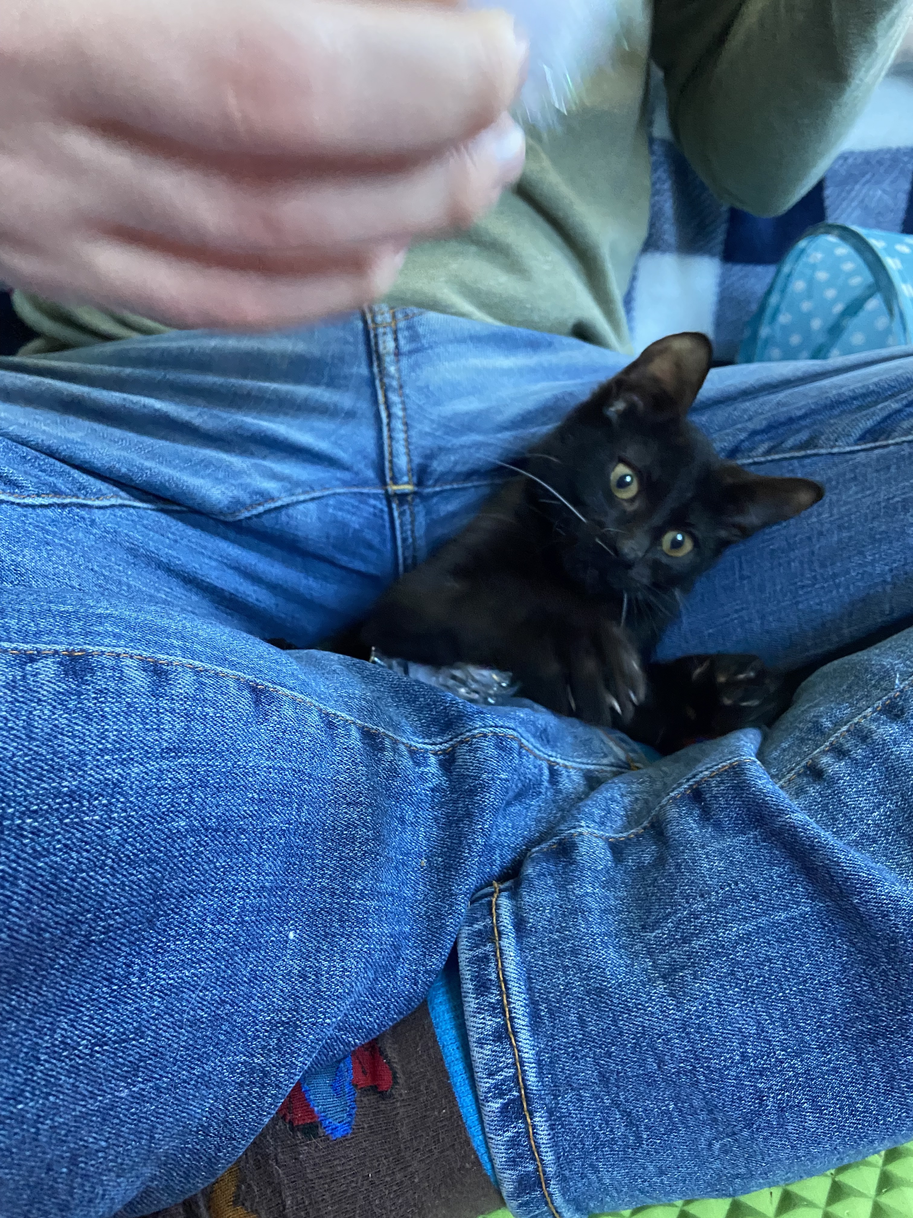 Cat for adoption Weeble, a Domestic Short Hair in Lunenburg, MA