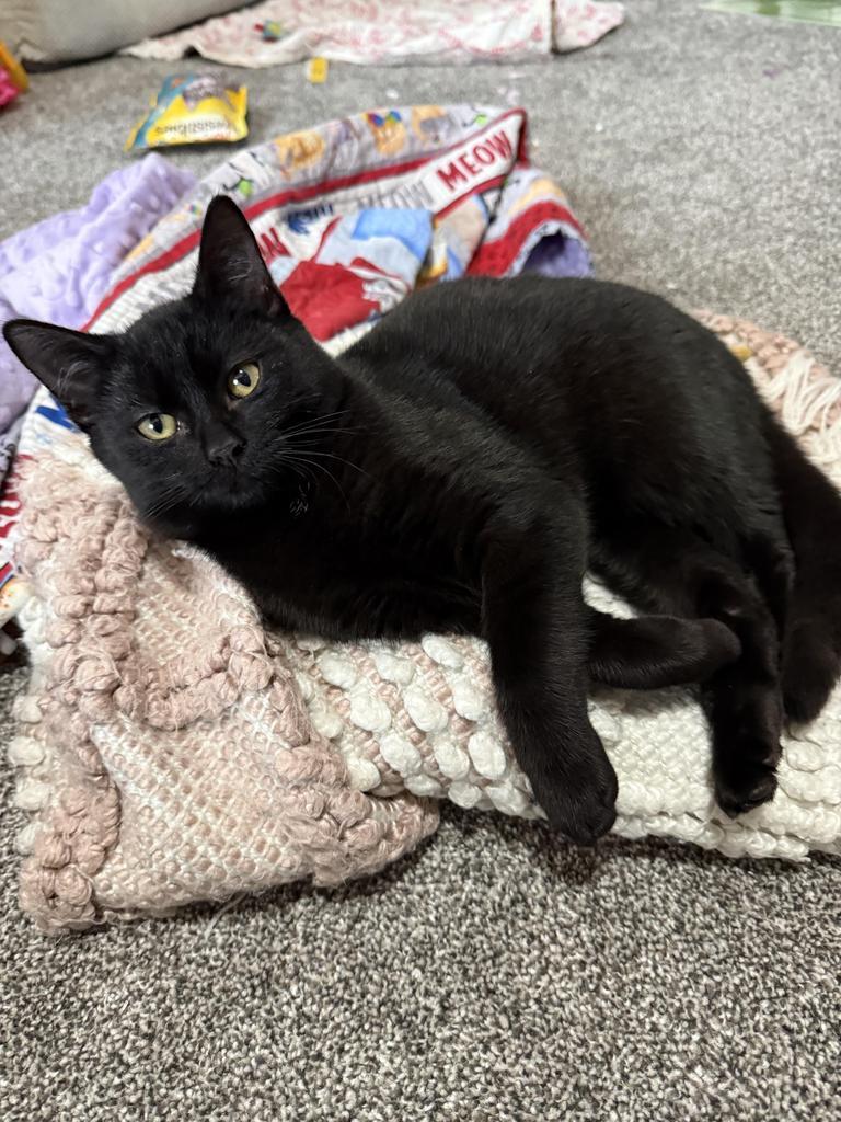 Lucky Shadow (foster name), an adoptable Domestic Short Hair in Ontario, OR, 97914 | Photo Image 1