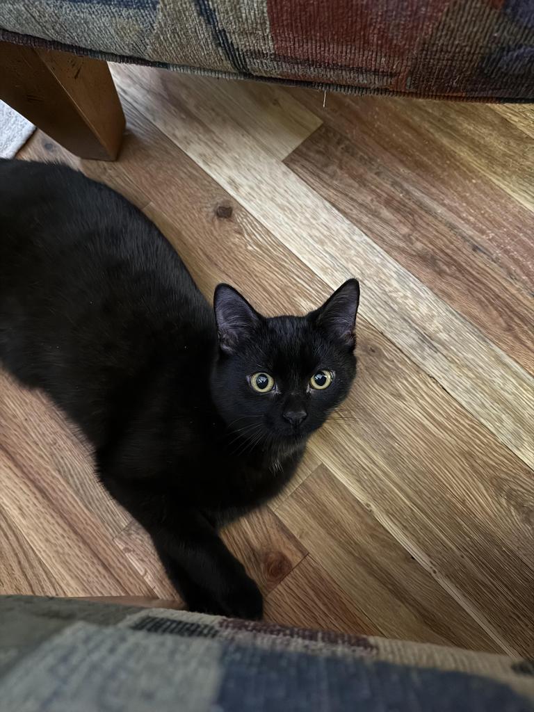 Lucky Shadow (foster name), an adoptable Domestic Short Hair in Ontario, OR, 97914 | Photo Image 1