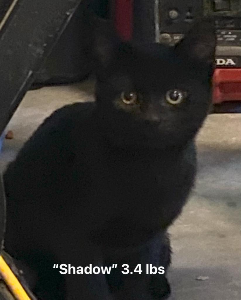 Lucky Shadow (foster name), an adoptable Domestic Short Hair in Ontario, OR, 97914 | Photo Image 2