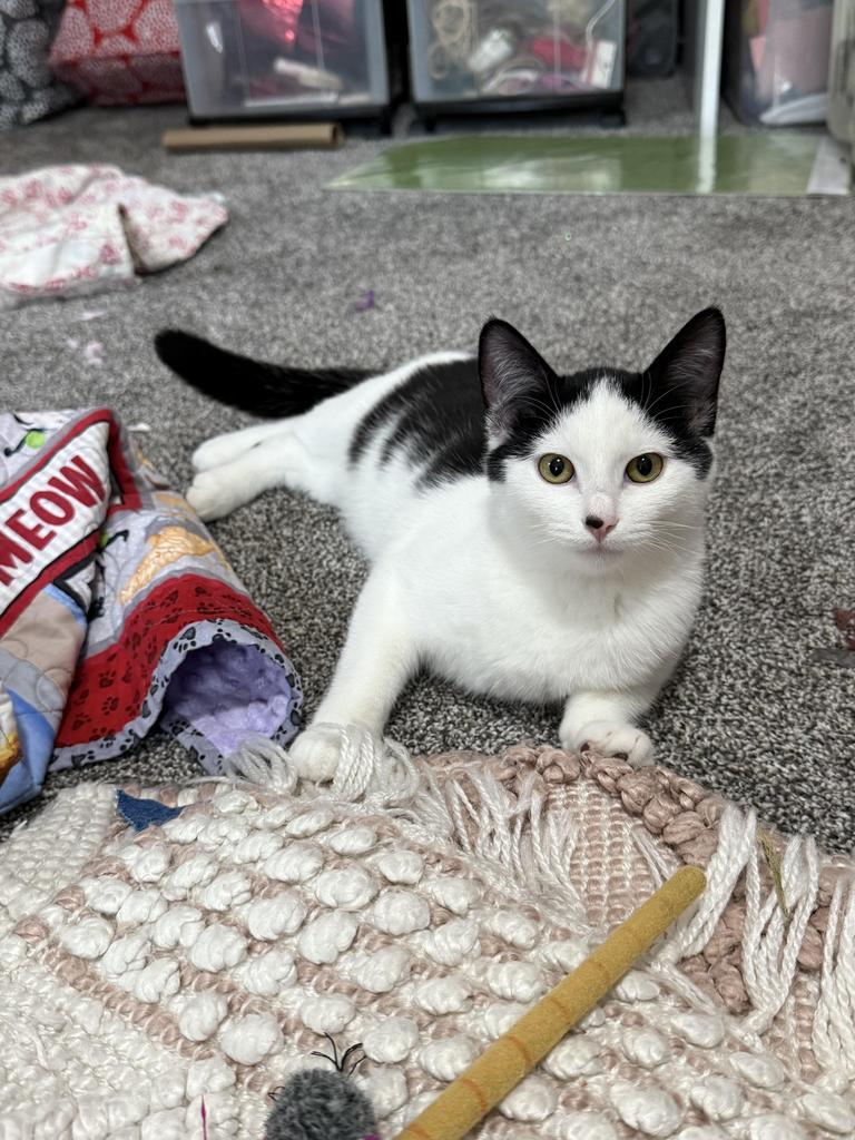 Smeagle (foster name), an adoptable Domestic Short Hair in Ontario, OR, 97914 | Photo Image 1