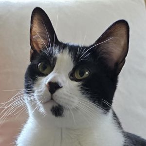 Frigate, Young Female Domestic Short Hair