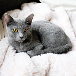 Luna is an adorable grey kitten with a curious spirit She loves exploring look