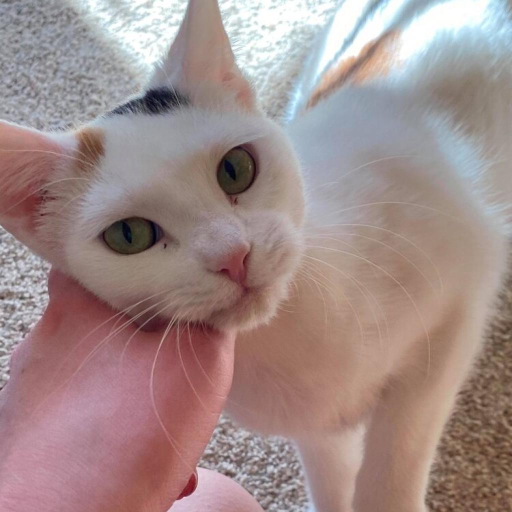 Carmello, an adoptable Domestic Short Hair in Middleton, WI, 53562 | Photo Image 1