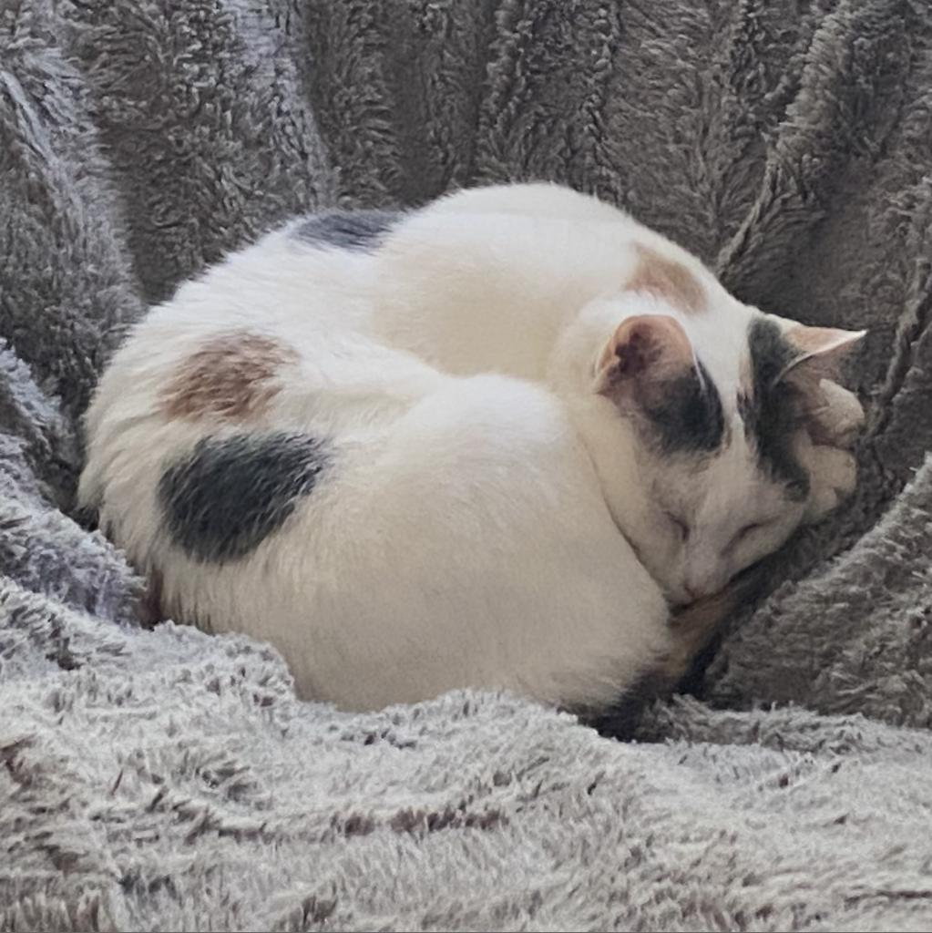 Carmello, an adoptable Domestic Short Hair in Middleton, WI, 53562 | Photo Image 2