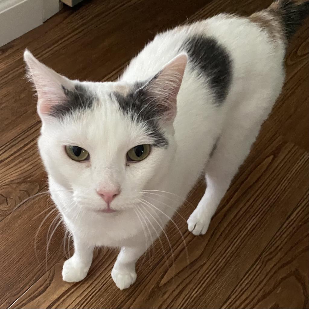 Carmello, an adoptable Domestic Short Hair in Middleton, WI, 53562 | Photo Image 3
