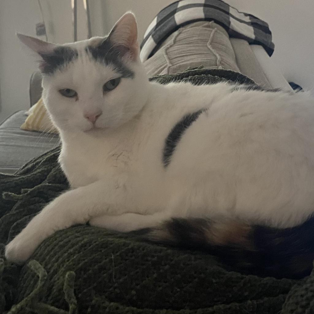 Carmello, an adoptable Domestic Short Hair in Middleton, WI, 53562 | Photo Image 4