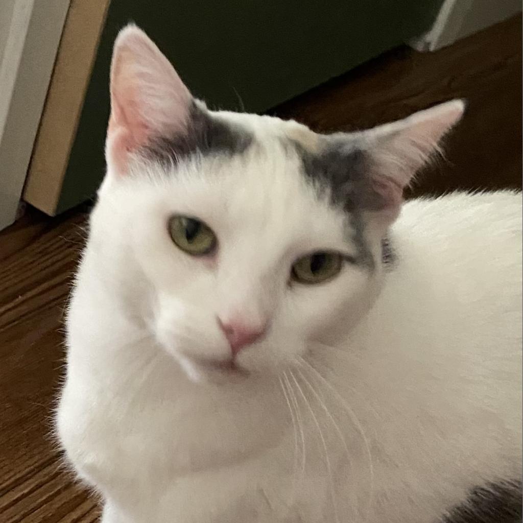 Carmello, an adoptable Domestic Short Hair in Middleton, WI, 53562 | Photo Image 5