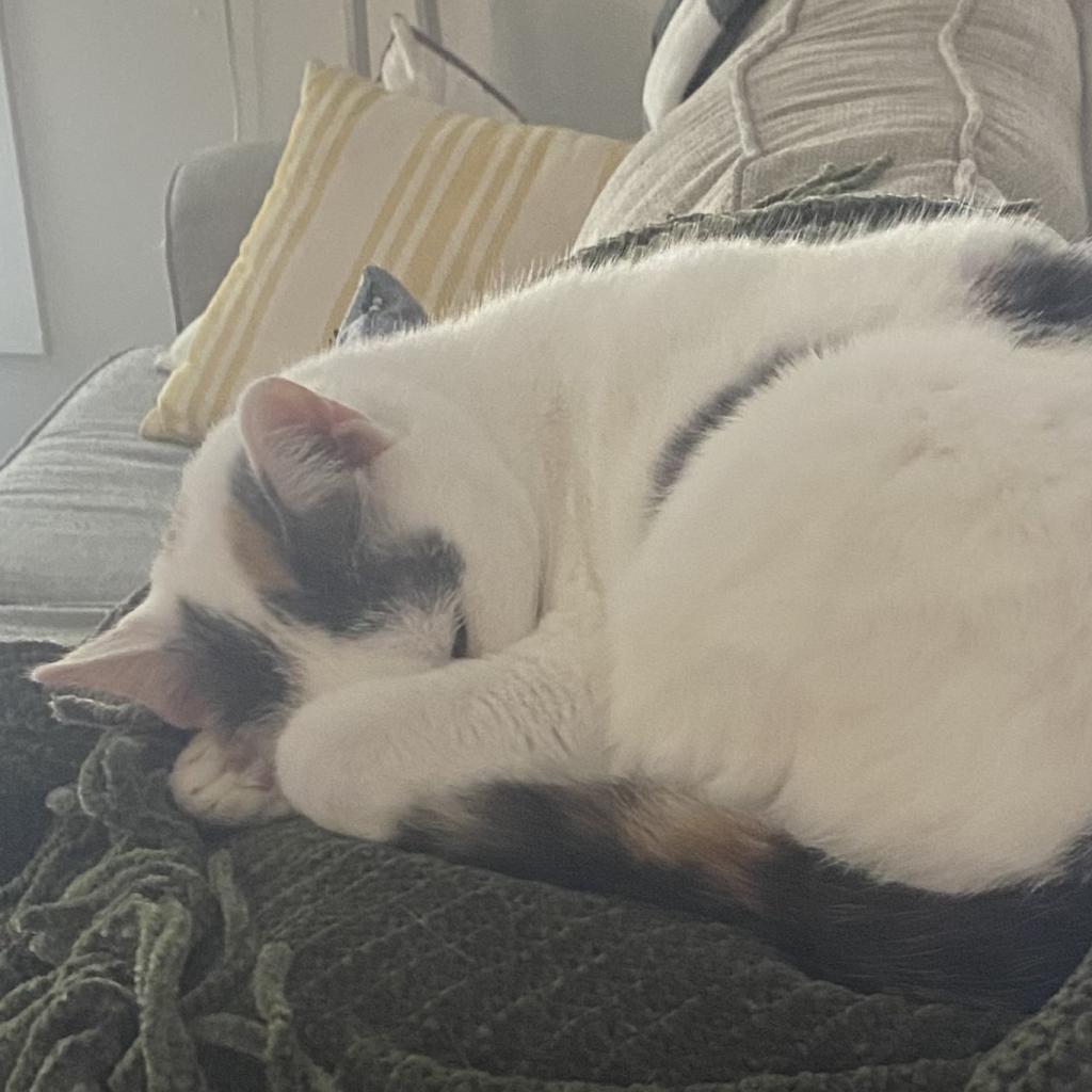 Carmello, an adoptable Domestic Short Hair in Middleton, WI, 53562 | Photo Image 6