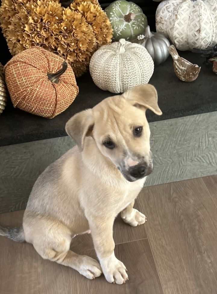 Dog for adoption Storm, a Shepherd Mix in Mooresville, NC Petfinder