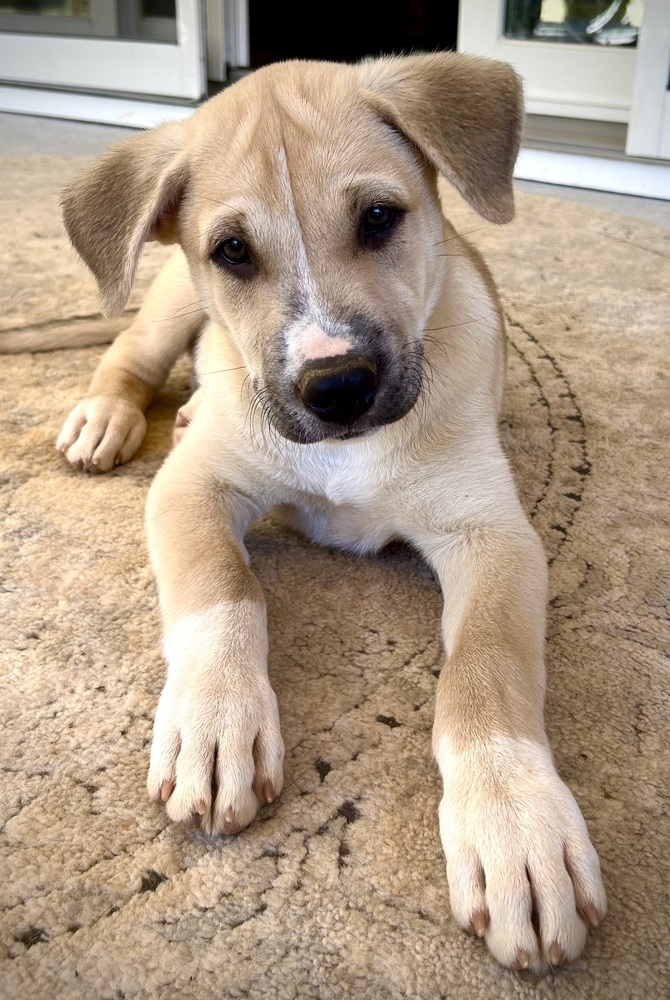 Dog for adoption Storm, a Shepherd Mix in Mooresville, NC Petfinder