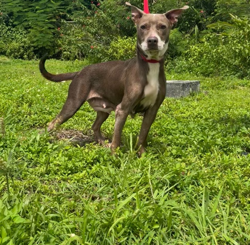 Irie, an adoptable Pit Bull Terrier in Mangilao, GU, 96923 | Photo Image 1