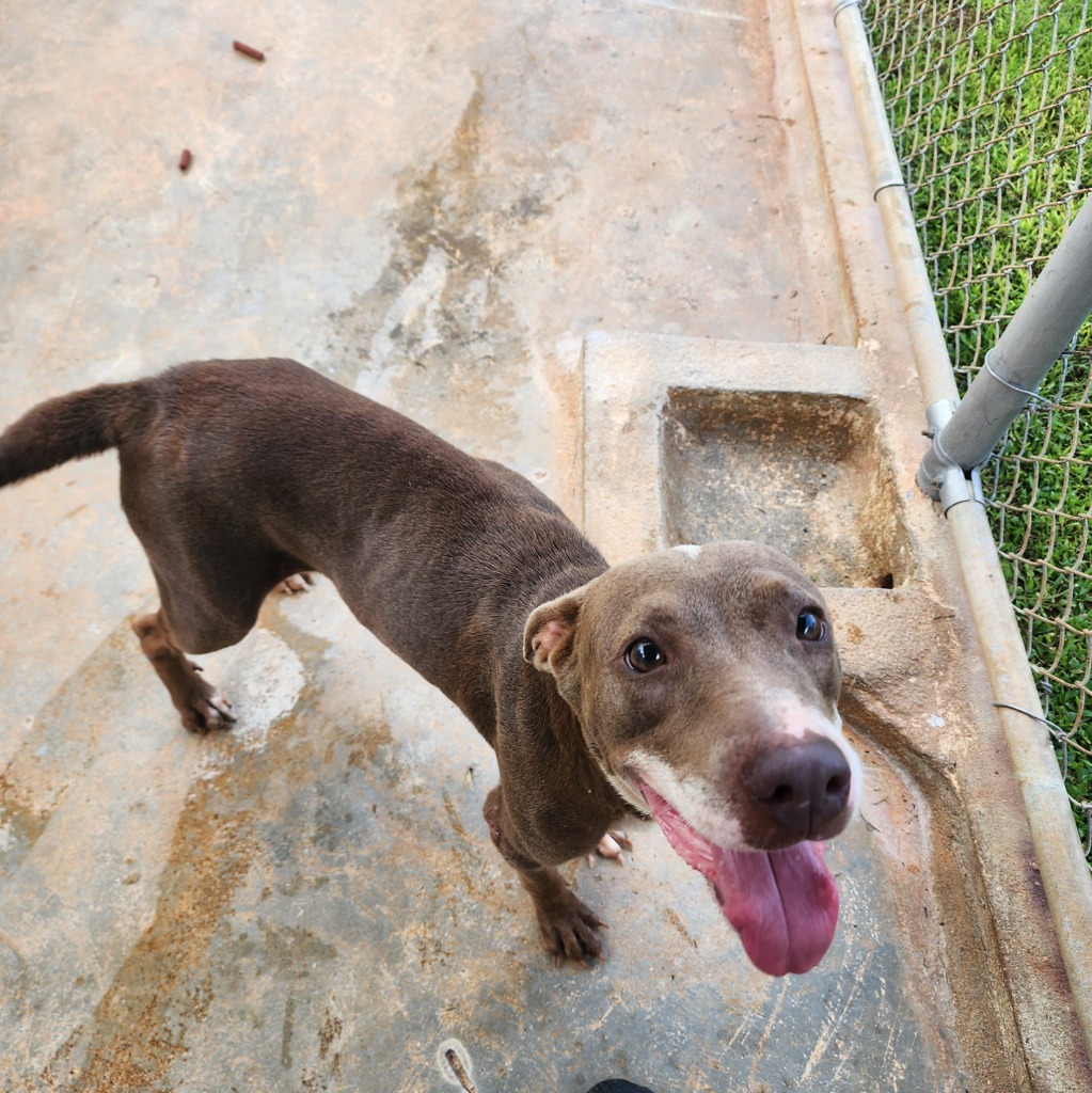 Irie, an adoptable Pit Bull Terrier in Mangilao, GU, 96923 | Photo Image 2