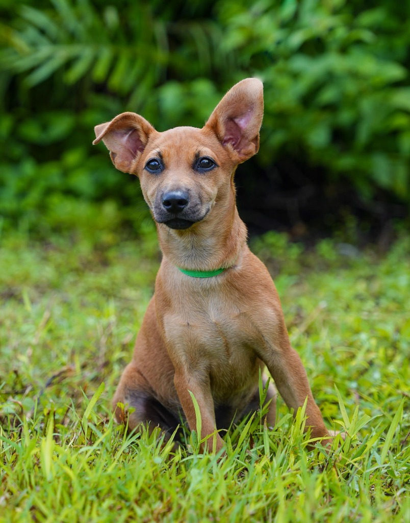 Kika, an adoptable Chihuahua in Mangilao, GU, 96923 | Photo Image 1