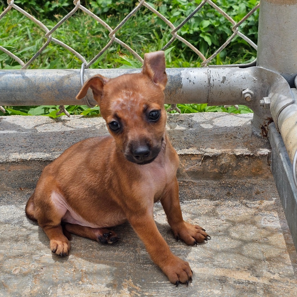 Kika, an adoptable Chihuahua in Mangilao, GU, 96923 | Photo Image 2