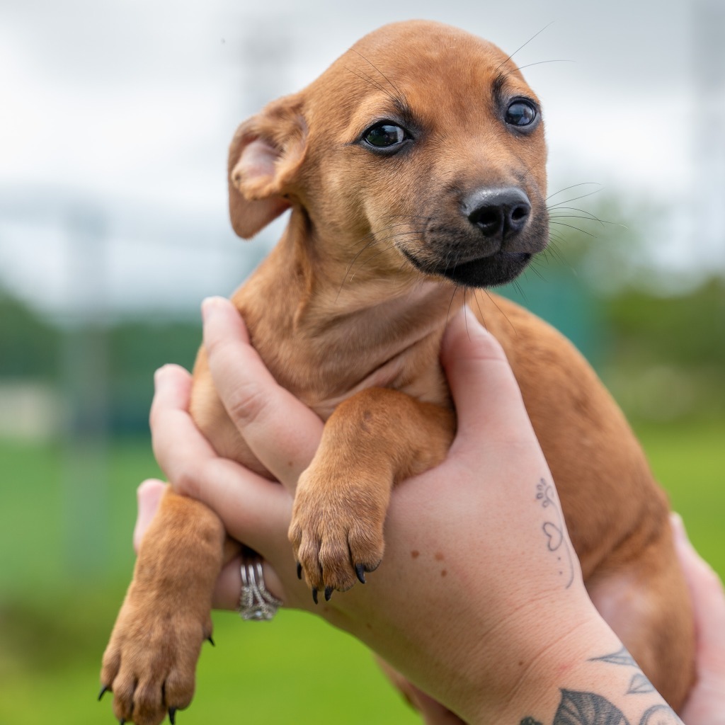 Kika, an adoptable Chihuahua in Mangilao, GU, 96923 | Photo Image 3