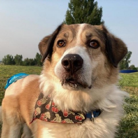 Fox, an adoptable Great Pyrenees, Australian Shepherd in Lander, WY, 82520 | Photo Image 1