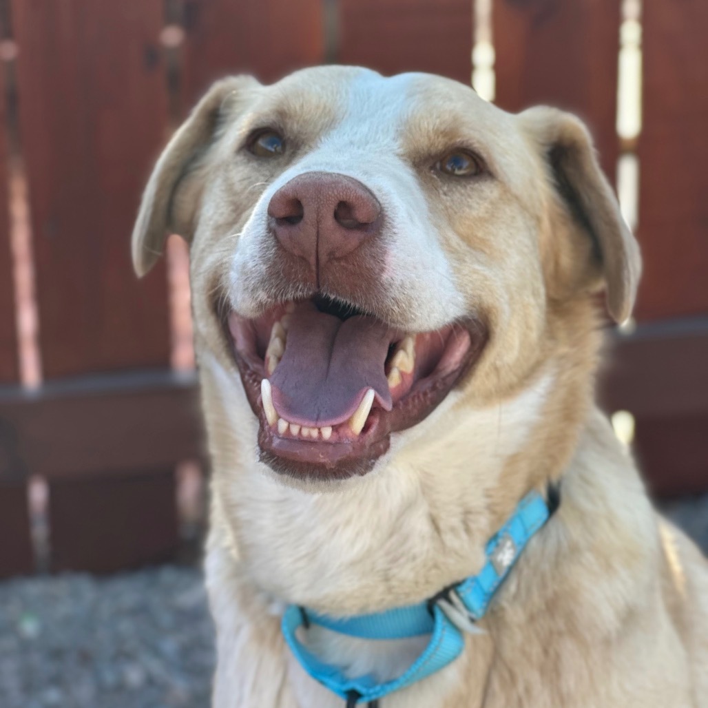 Casper, an adoptable Yellow Labrador Retriever, Pit Bull Terrier in Lander, WY, 82520 | Photo Image 1