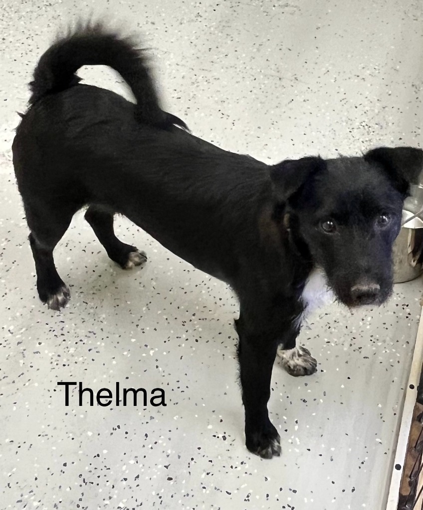 Thelma