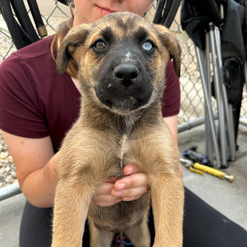 Lex, an adoptable Mixed Breed in Bismarck, ND, 58507 | Photo Image 1