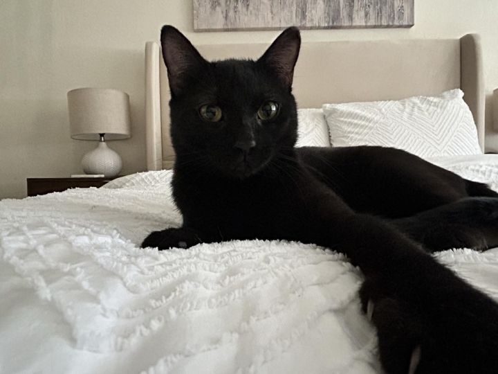 Cat for adoption a Domestic Short Hair Mix in tucson, AZ