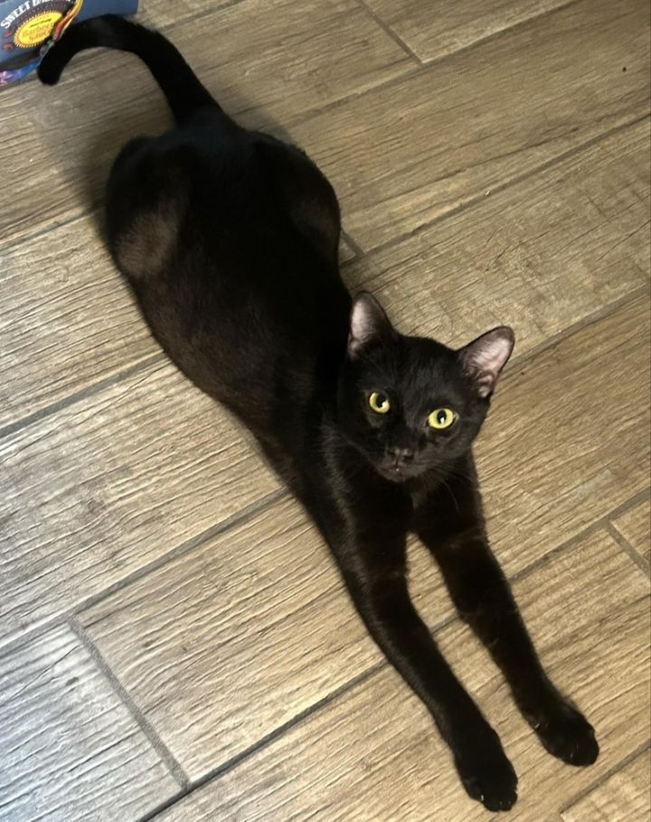 Cat for adoption a Domestic Short Hair Mix in tucson, AZ