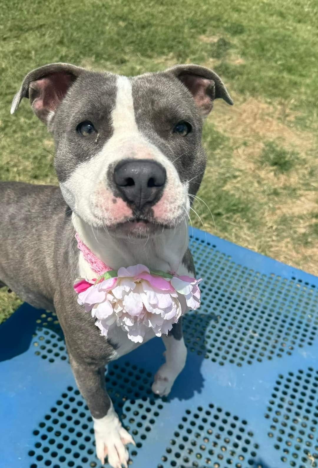 Jaz, an adoptable Pit Bull Terrier in Arlee, MT, 59821 | Photo Image 1